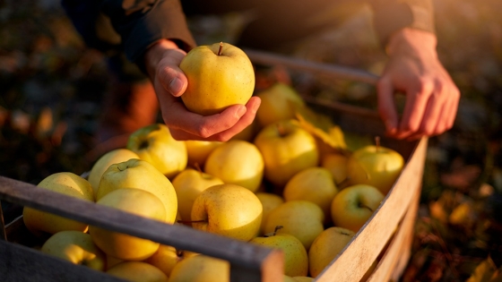 Campaña de promoción de las manzanas francesas en Colombia
