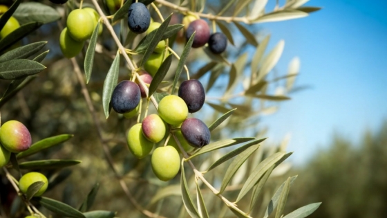 La Patagonia argentina se afirma entre las regiones líderes del mundo en aceite de oliva