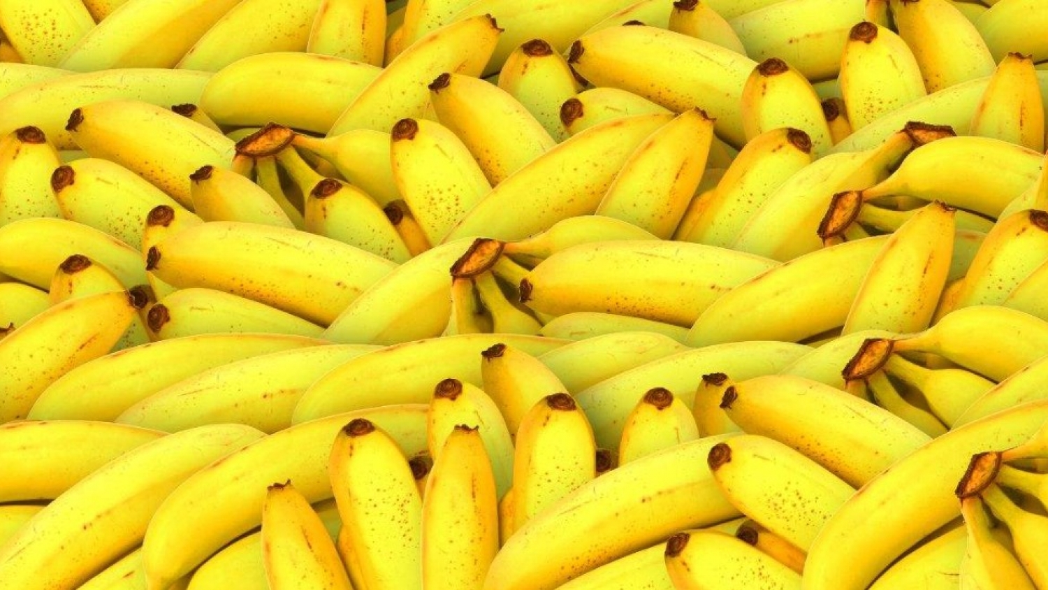 Del residuo al recurso: cómo los troncos de banano se convierten en textiles, papel y biomateriales