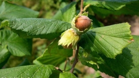 Avellanas patagónicas: cómo el Valle Inferior se convirtió en el corazón productivo del país