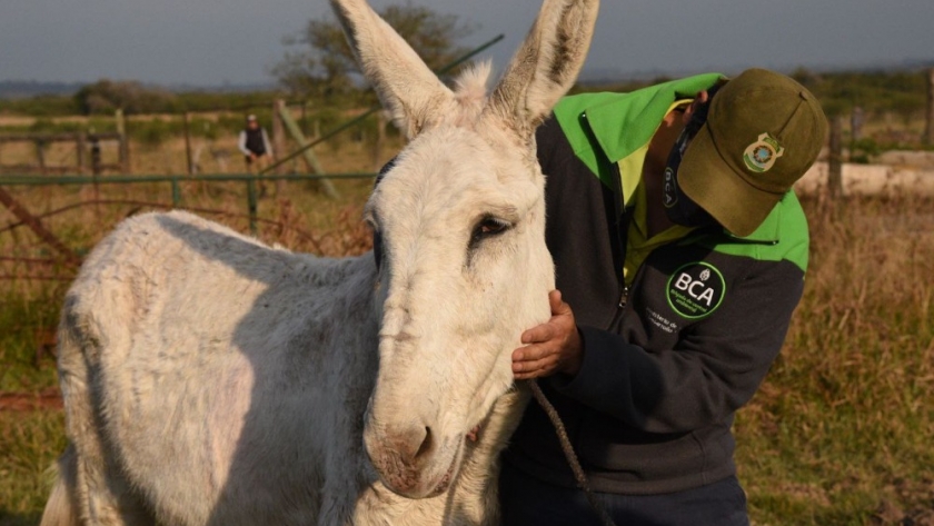 Ambiente trasladó 16 nuevos animales a un santuario natural en Entre Ríos