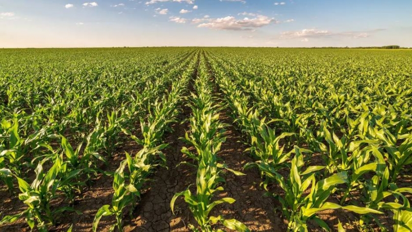 Cómo la fertilización balanceada mejora los cultivos