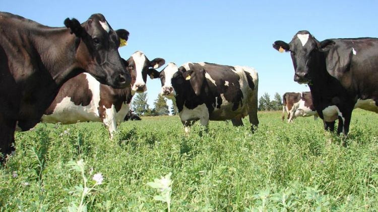La producción de leche creció, pero el ingreso de los tambos cayó en 2026