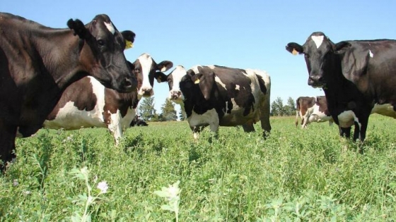 La producción de leche creció, pero el ingreso de los tambos cayó en 2026