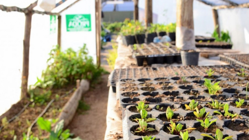 Comienza la capacitación a los agentes municipales para la producción de plantines hortícolas