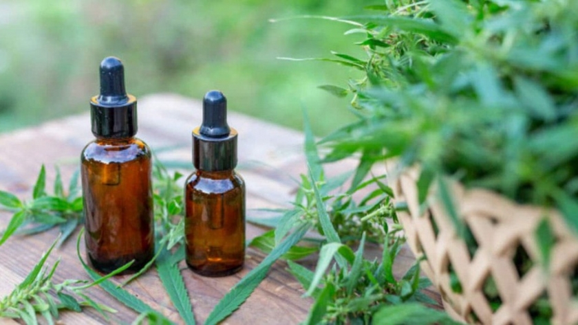 Cómo será y cuánto empleo generará la producción de cannabis en Santa Rosa