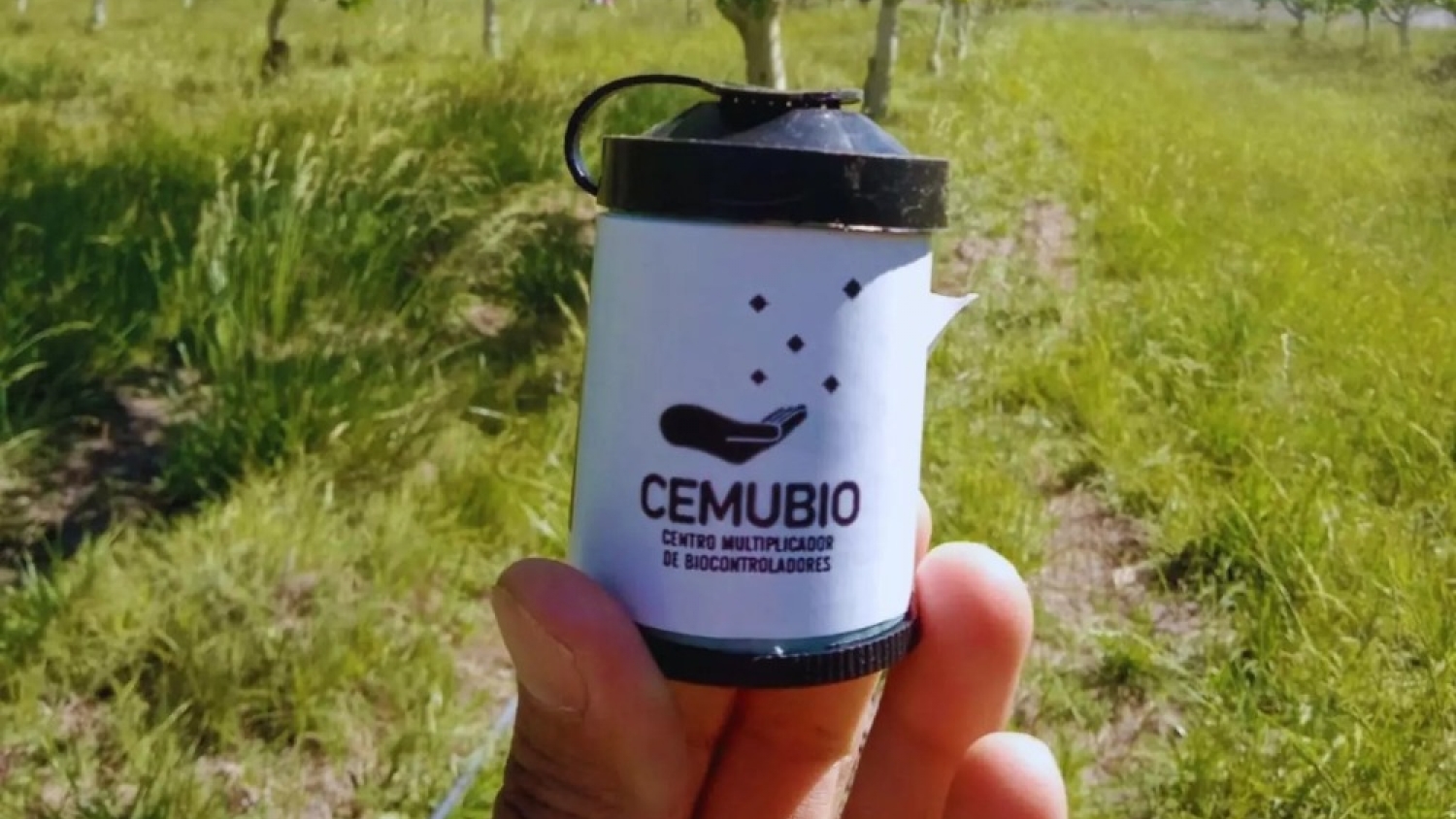 Argentina concreta su primera exportación de biocontroladores frutales desde la Patagonia Norte