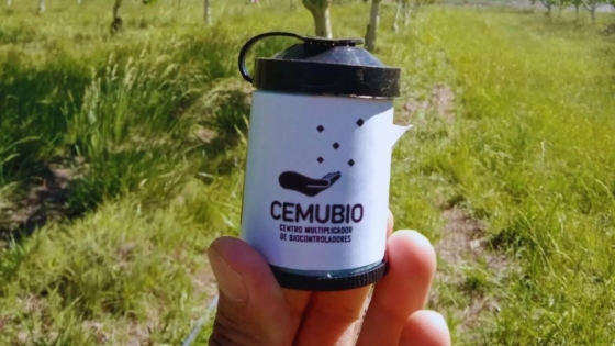 Argentina concreta su primera exportación de biocontroladores frutales desde la Patagonia Norte