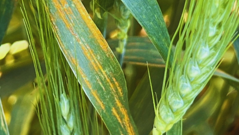 Trigo y cebada: qué hacer frente a las enfermedades foliares