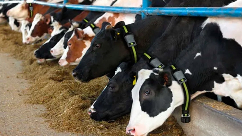 Un collar inteligente que potencia la productividad en los tambos