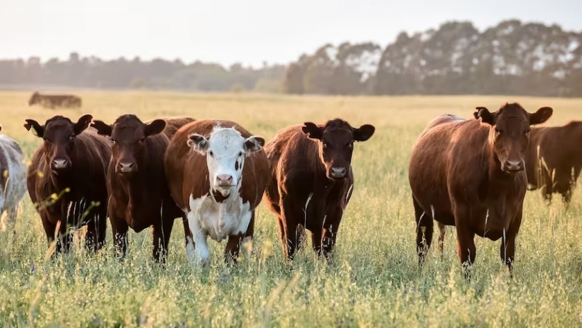 El precio de la carne en alza y la faena en retroceso