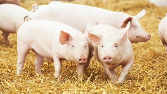 Una economía circular que permite transformar las excretas de cerdo en un fertilizante orgánico de alto valor
