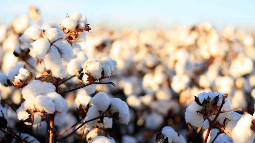 Prendas sustentables: la historia escrita desde la planta de algodón