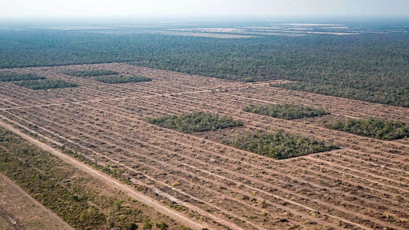 Con esta tasa de deforestación, en 70 años nos quedamos sin bosques nativos en Argentina