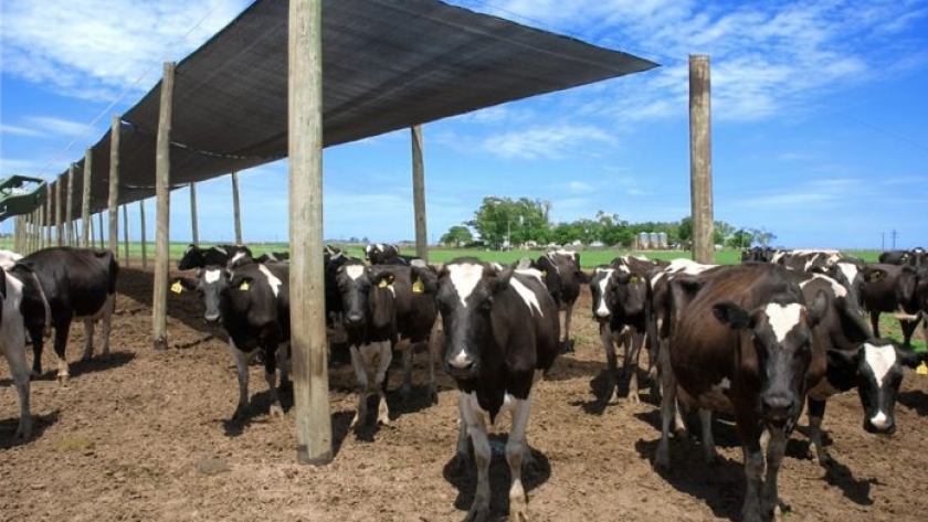 Coninagro teme que muchos tamberos se sientan agotados y sean expulsados del sistema