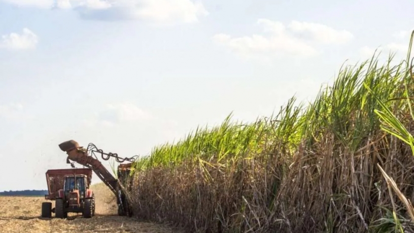 Tucumán: Se espera que la zafra se acelere a partir de esta semana