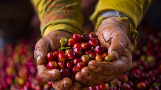Guía completa: Cómo cultivar Café en Colombia