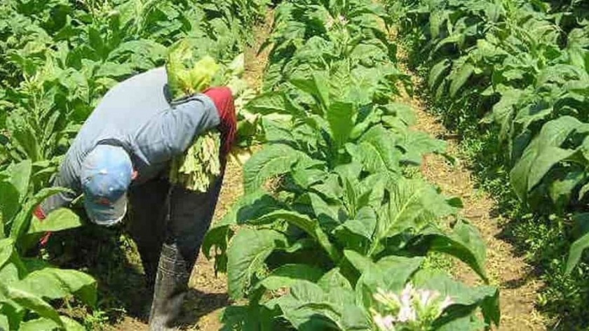 Cronograma de pago de la cuota del Tabaco Rural del programa Intercosecha