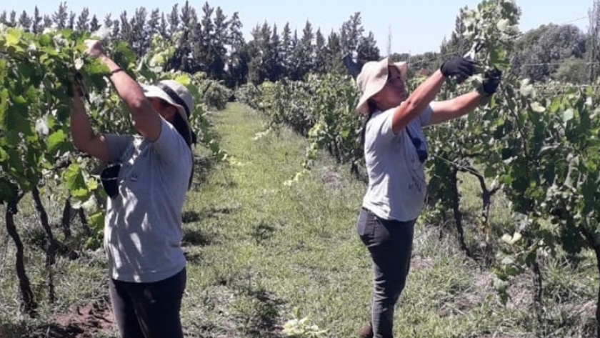 El INTA impulsa la vitivinicultura en Entre Ríos