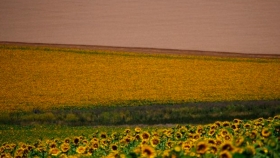 José María Panero: Se complica la siembra y el precio del girasol entró de nuevo en su mercado climático