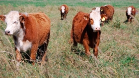En el primer trimestre de 2020, crecimos 3% en producción de carne y 15% en exportaciones pese a que el mundo se paró por el coronavirus