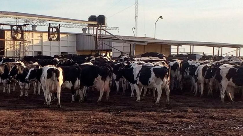 Efluentes de tambos para reposición de nutrientes en producción forrajera y agrícola