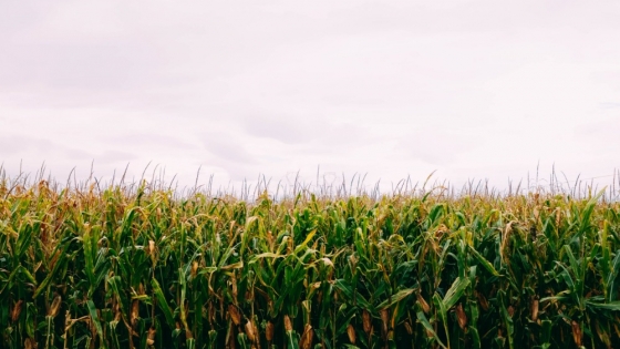 Impacto de La Niña: Riesgos para la soja y beneficios para el maíz temprano