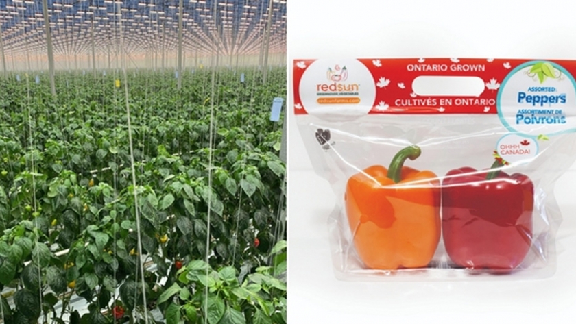 Primera cosecha exitosa de pimientos de invernadero producidos en invierno en Canadá