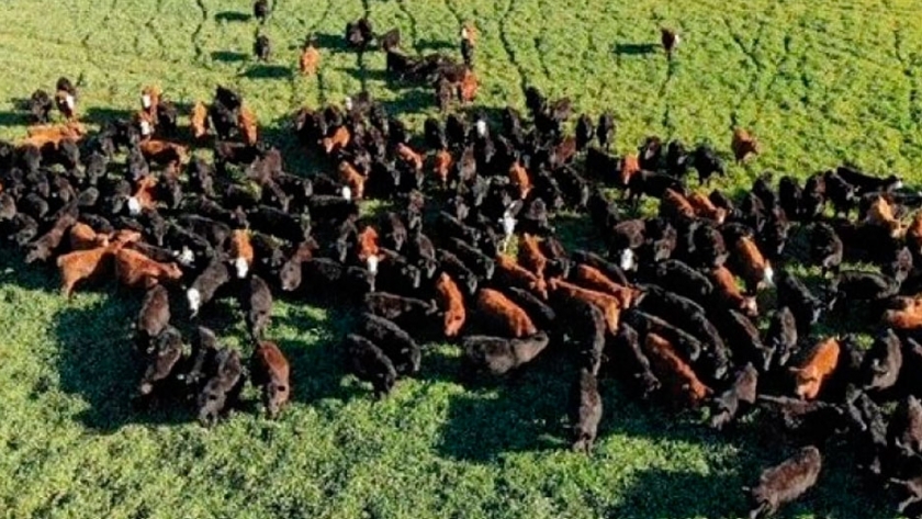 Innovación para medir sustentabilidad en campo mixto en zona núcleo