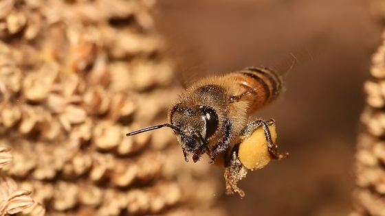 Un virus amenaza a las abejas y pone en riesgo la apicultura argentina
