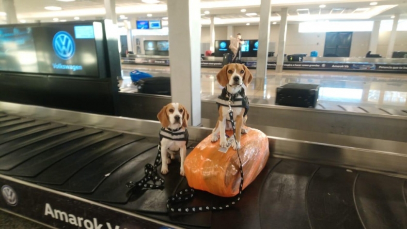 Cómo es el trabajo de la brigada canina en los aeropuertos