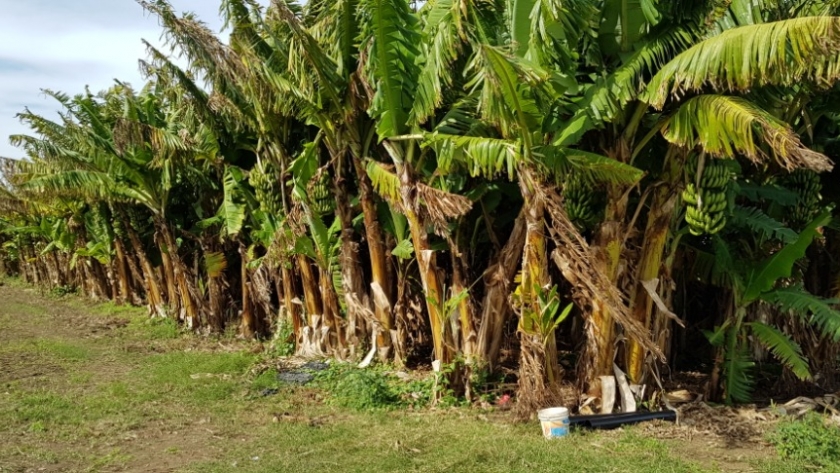 Banana: el Gobierno continúa con el fortalecimiento integral a paipperos