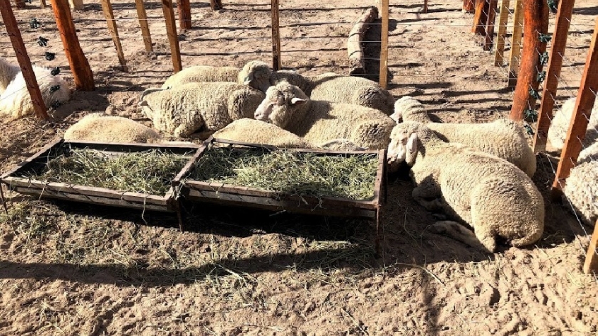 Con buenas ventas de animales finalizó la primera Feria Ganadera de Valcheta