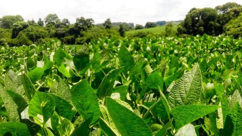 Mejoran la fijación de nitrógeno en soja con un método físico