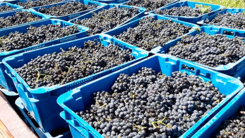 Finalizó la cosecha de uva para vino en Sol Puntano