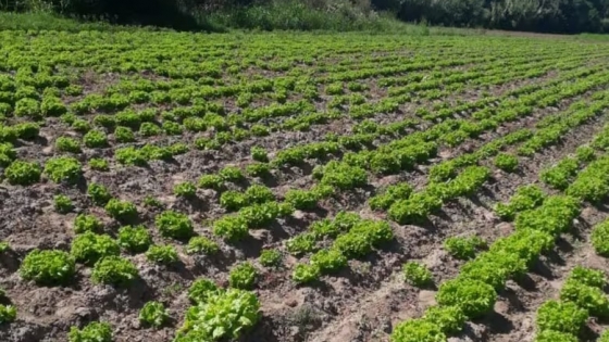 Impacto en el cordón hortícola de Santa Fe: pérdidas de hasta el 40% en la producción de verduras