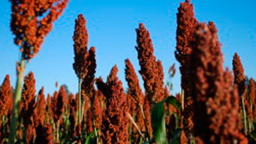 Se viene la fiebre del sorgo: qué hay detrás de los elevados precios que está registrando el cultivo forrajero