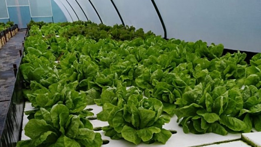 Hidroponia: verduras frescas, limpias y amigables con el medio ambiente