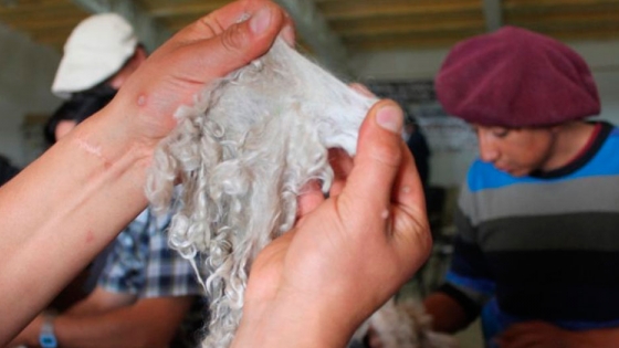 Productores neuquinos comercializan mohair de cabras de Angora a 8 dólares el kilo