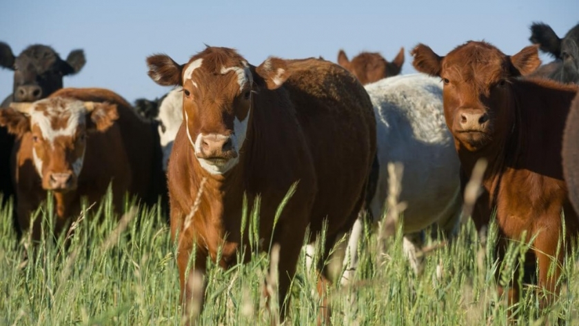 La cría, complicada para “pasar el invierno”: se venden las vacas sin saber si se podrá reponerlas
