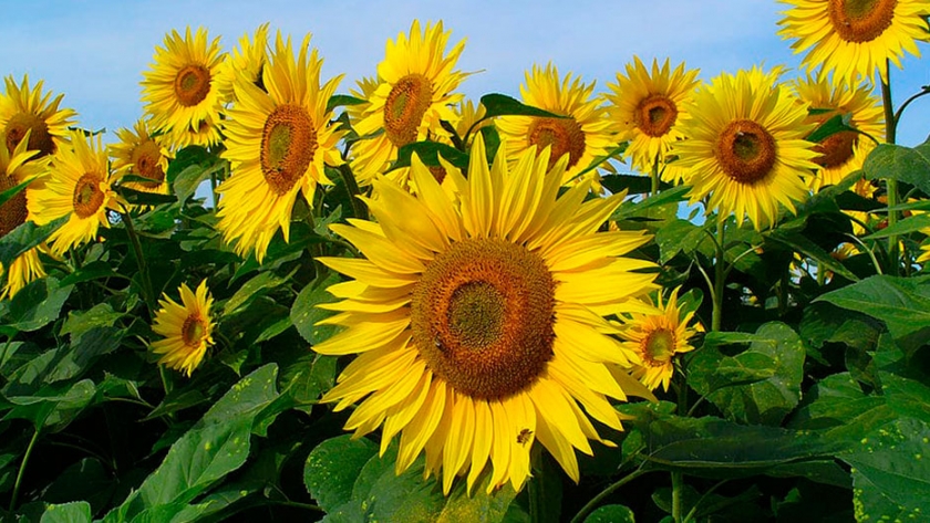 La Niña y la relación de precios, los estímulos para el aumento del área del girasol este ciclo aumento del área del girasol este ciclo