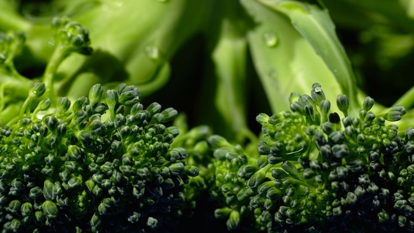 Brotes de brócoli, 10 veces más benéficos que las plantas maduras