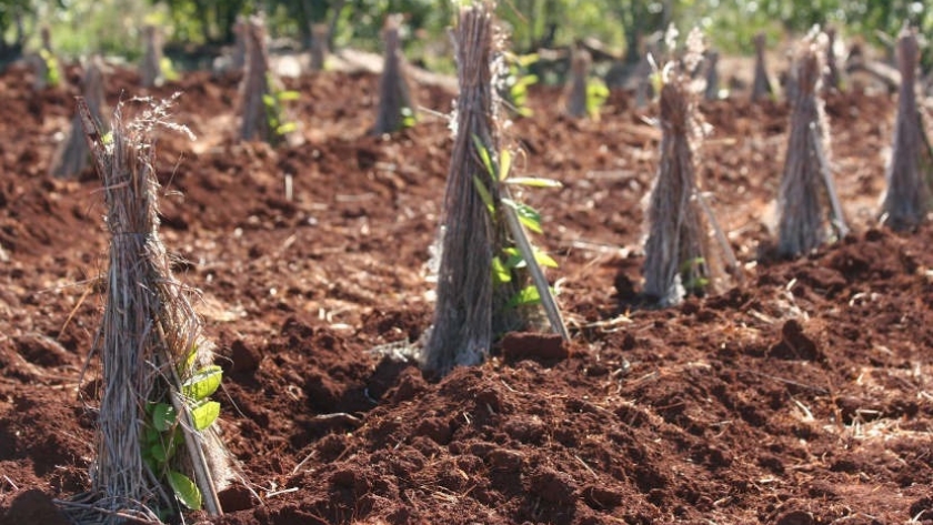 Yerba mate: los productores deben informar al INYM antes de realizar replantes o nuevas plantaciones