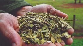 Yerba mate en alerta: el poder de compra del productor se desplomó 40% en cinco años