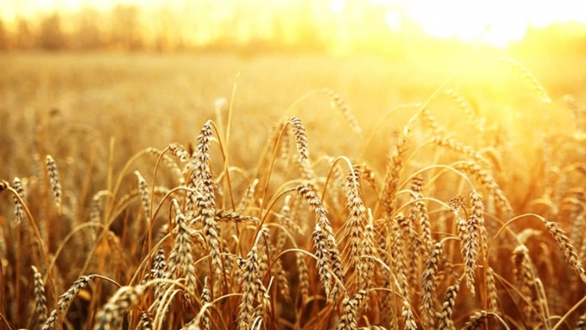 Las retenciones al agro tendrán impacto en las próximas campañas