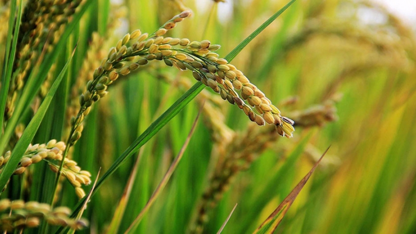 El 75% del arroz entrerriano presenta condición buena