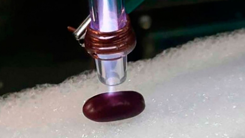 Potencian producción agrícola con tecnología de plasma que mejora la germinación en semillas