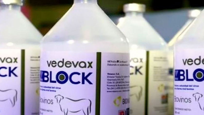 Diarrea Viral Bovina: la vacuna argentina se venderá en Perú