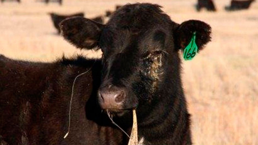 Agua de manzanilla para tratar la conjuntivitis en animales