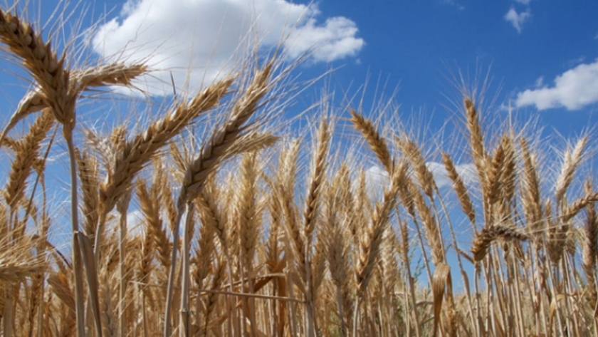 Francia recorta el área de trigo blando de invierno 2020 y eleva sus perspectivas para cebada y colza